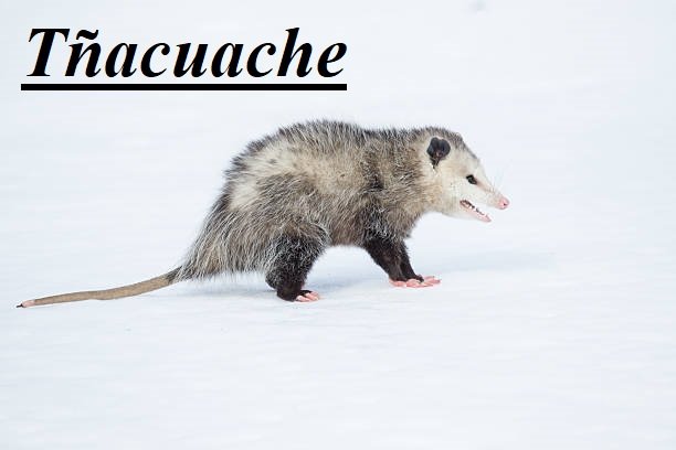 Tñacuache