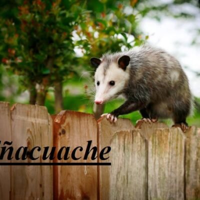 Tñacuache