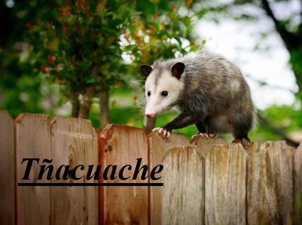 Tñacuache